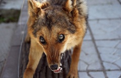 На «Кордоне Сысертский» отменены ограничительные мероприятия по бешенству